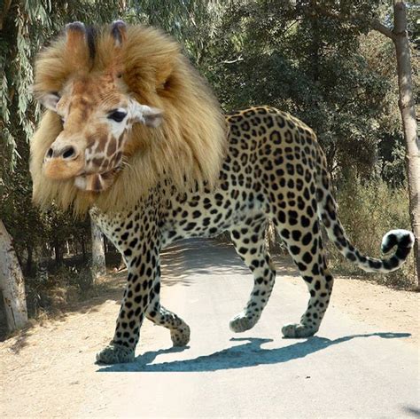 cheetah lion crossbreed.